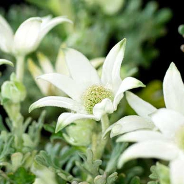 ５月３１日 フランネルソウ ラクハナblog