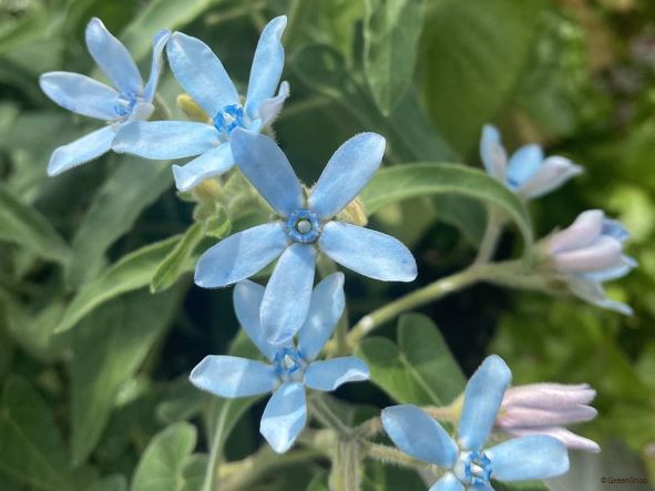 草花 樹の白い液に注意 ラクハナblog