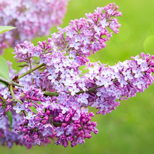 ５月３日 ライラック ラクハナblog