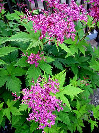 京鹿子とシモツケとシモツケソウの違い よよっ ラクハナblog 京鹿子とシモツケとシモツケソウの違い よよっ ラクハナblog