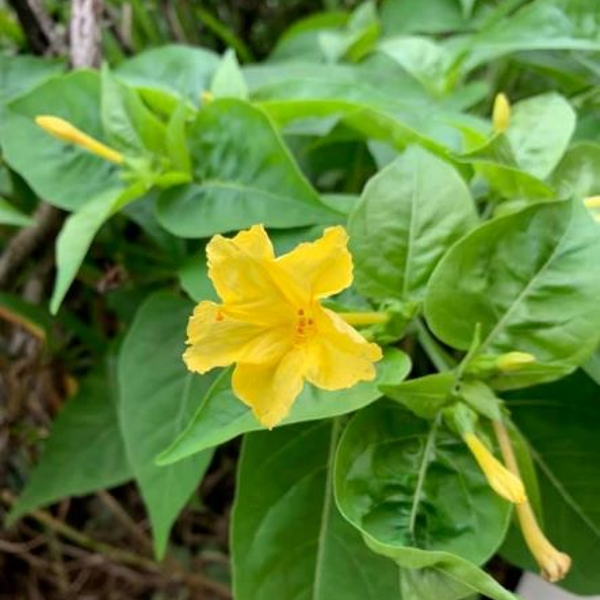 ７月３日 オシロイバナ ラクハナblog