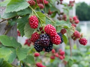 6月 22 ラクハナblog