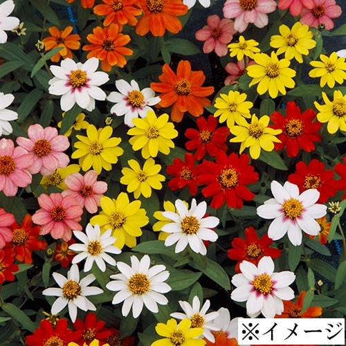 ６月２３日 ジニア ラクハナblog