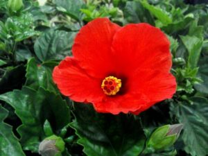 ６月２７日 シマトネリコ ラクハナblog