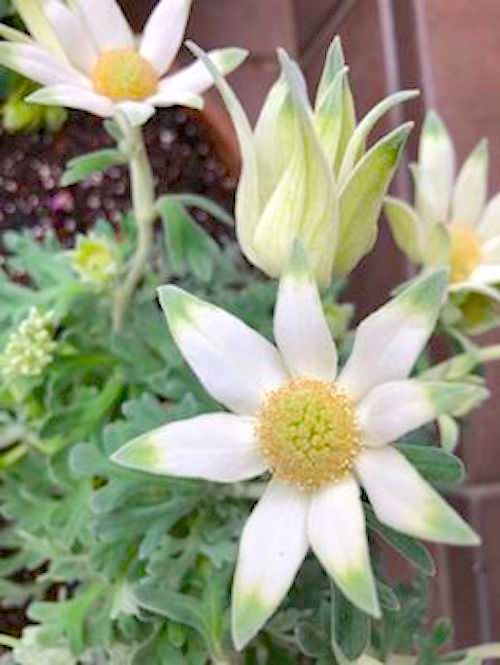 フランネルフラワーとフランネルソウ ラクハナblog