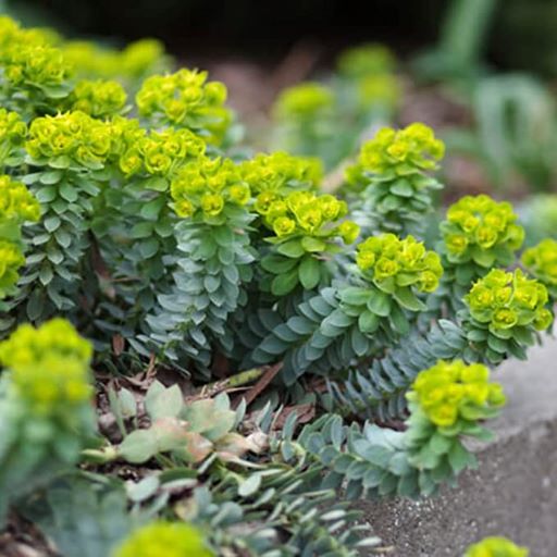 草花 樹の白い液に注意 ラクハナblog