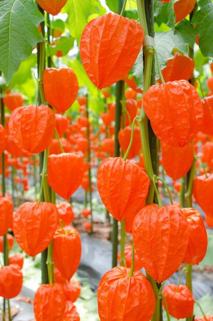 お盆のほおずき 牛馬 うしうま の役割 ラクハナblog