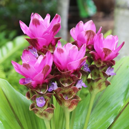 ７月２０日 クルクマ ラクハナblog