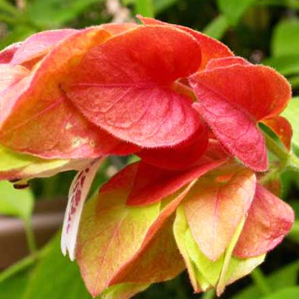 ７月２４日 コエビソウ ラクハナblog