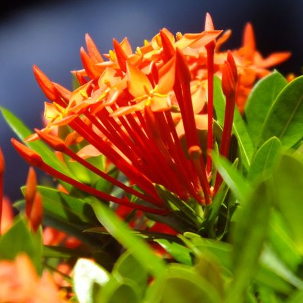 ７月２１日 サンタンカ ラクハナblog