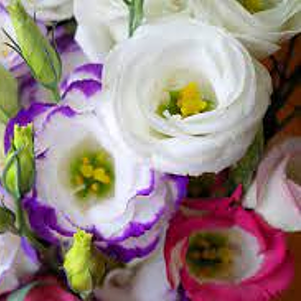 ７月２３日 トルコギキョウ ラクハナblog