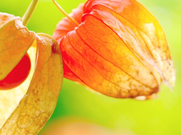 花のように見えて 実は萼 がく である花 ラクハナblog 花のように見えて 実は萼 がく である花 ラクハナblog
