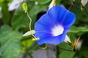 朝顔の受粉の仕方 ラクハナblog