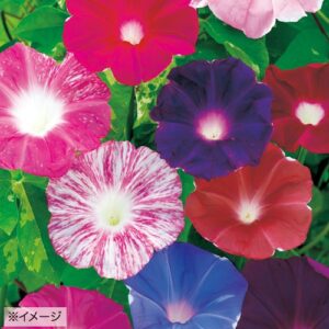 朝顔の受粉の仕方 ラクハナblog