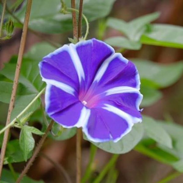 朝顔の受粉の仕方 ラクハナblog