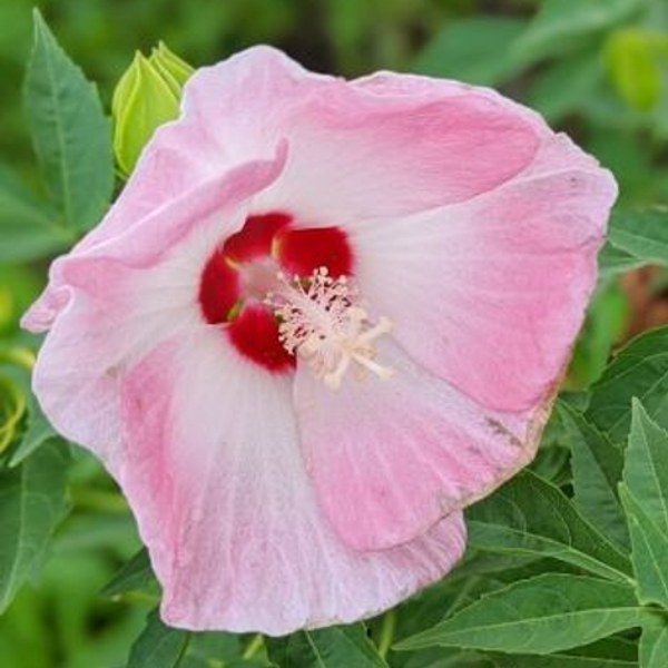 ８月２日 芙蓉 フヨウ ラクハナblog