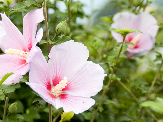 8月2日 芙蓉（フヨウ） - 今日の誕生花 - ラクハナBlog