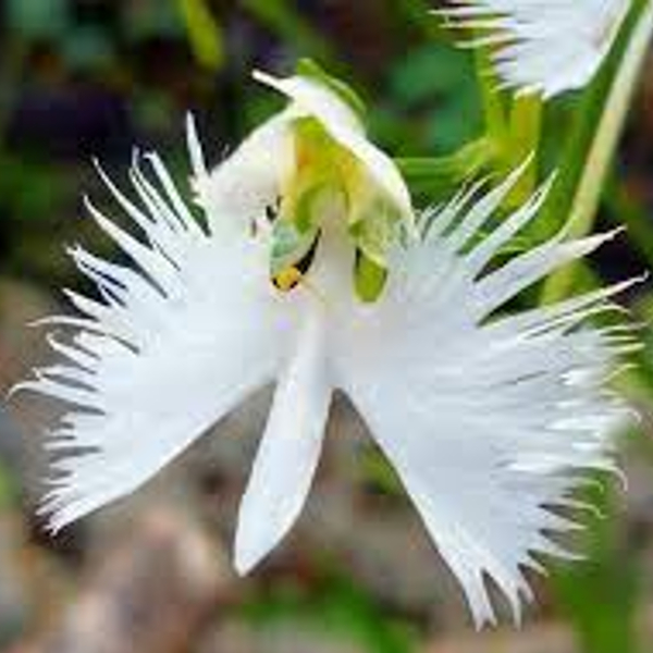 ８月２０日 さぎ草 ラクハナblog