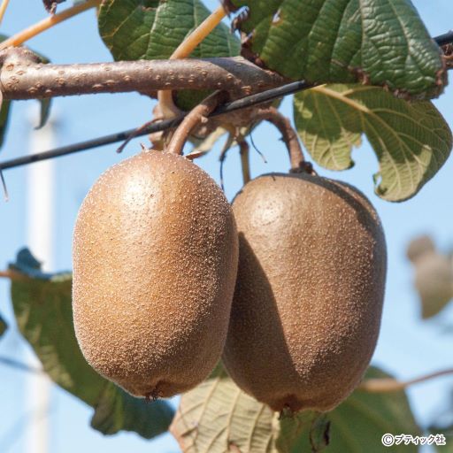 ８月２２日 キウイ ラクハナblog