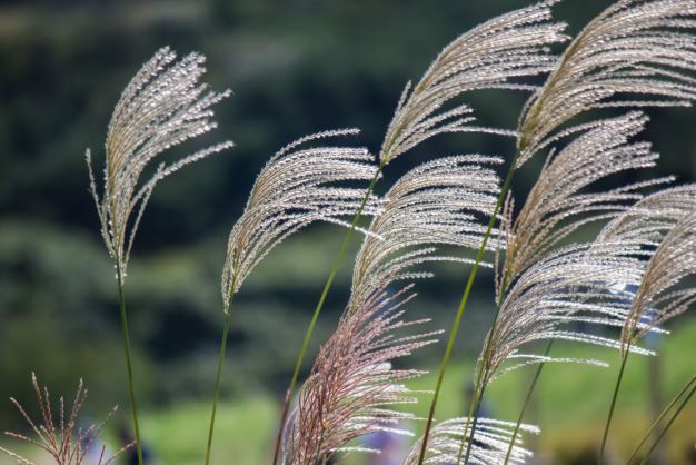 ９月７日 ススキ ラクハナblog