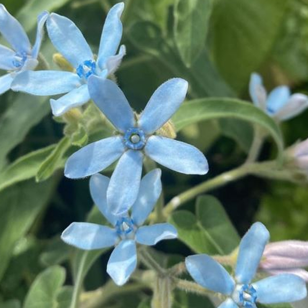 ８月２９日 ブルースター ラクハナblog