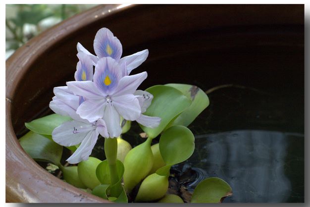 ８月１２日 ホテイアオイ ラクハナblog