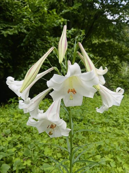 タカサゴユリは種で増える！ - ラクハナBlog