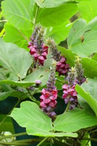９月１１日 葛 くず ラクハナblog