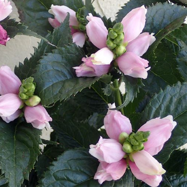 ９月２０日 スピードリオン ラクハナblog