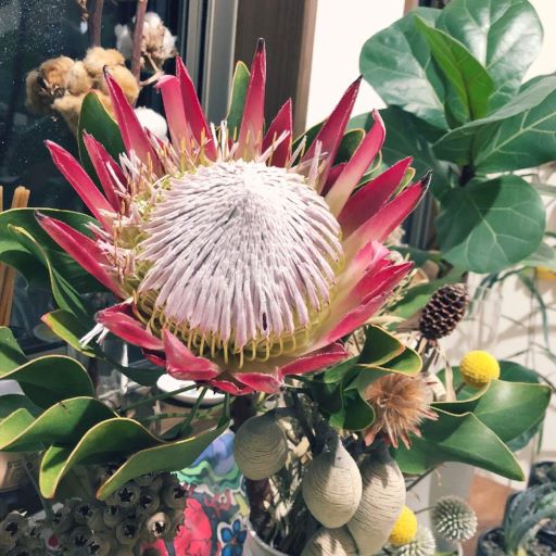 ９月２４日 プロテア ラクハナblog