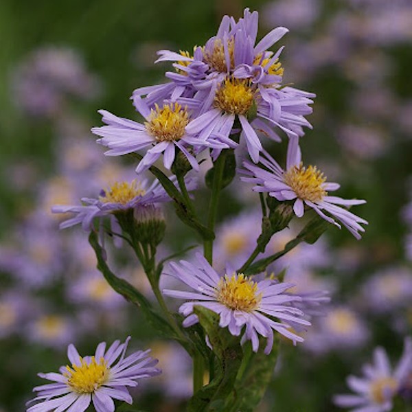 １０月２４日 友禅菊 ラクハナblog