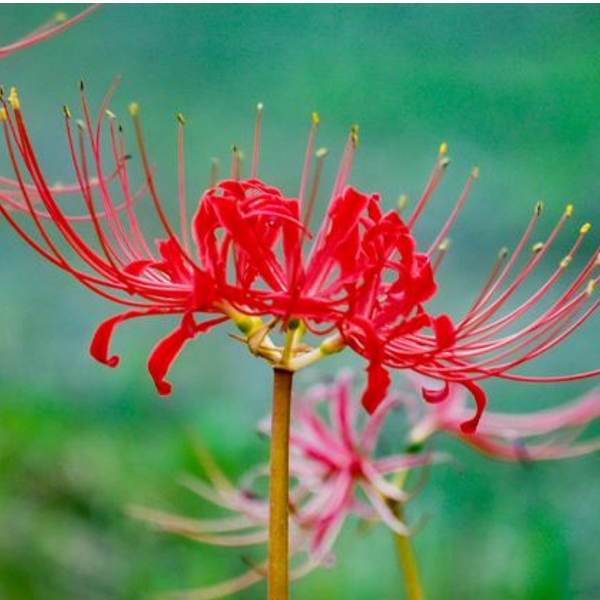 ９月２３日 彼岸花 ラクハナblog